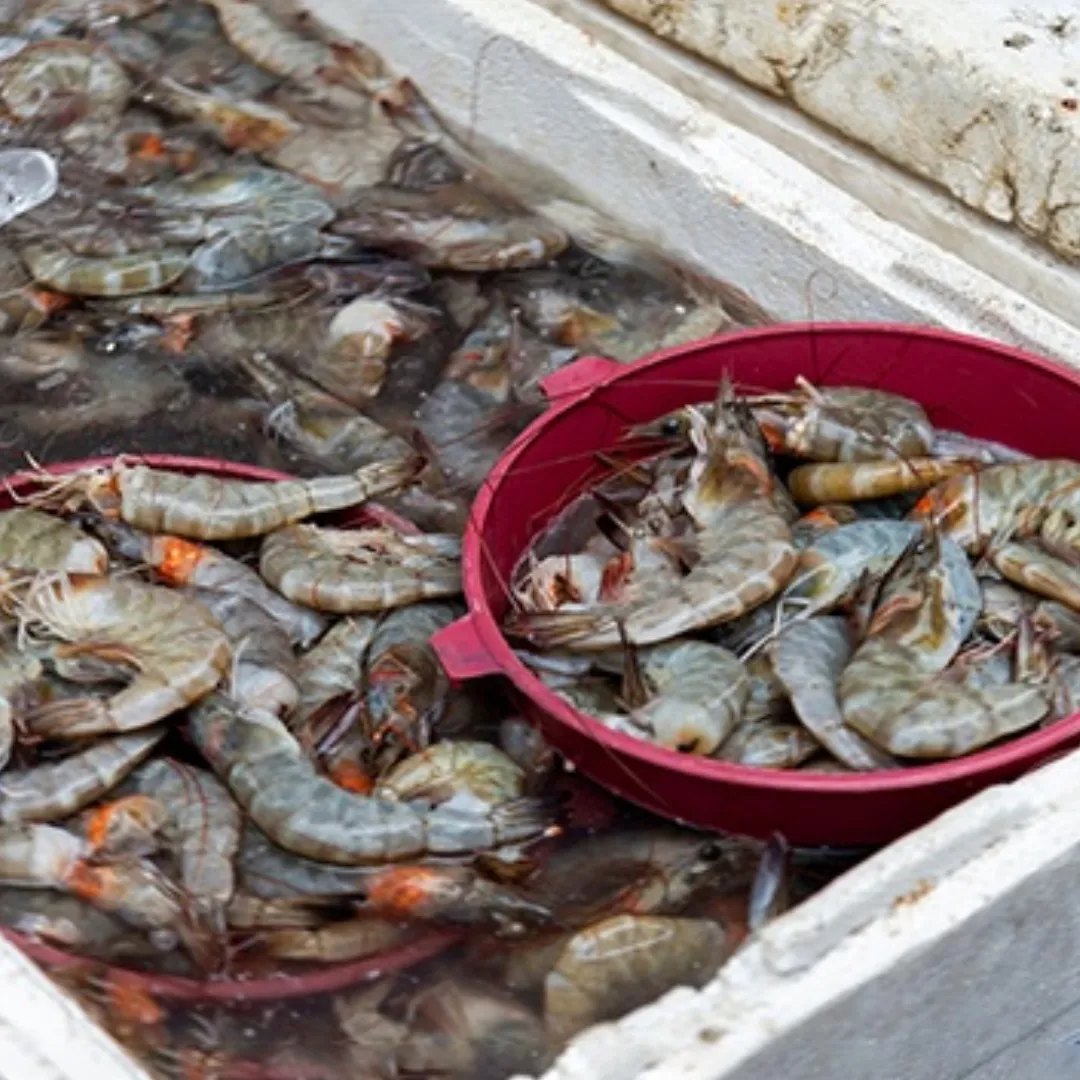 Udang 2